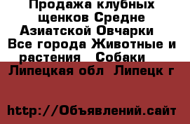 Продажа клубных щенков Средне Азиатской Овчарки - Все города Животные и растения » Собаки   . Липецкая обл.,Липецк г.